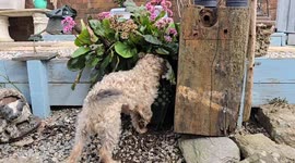 Bird Tables are the biggest attraction to vermin like rats