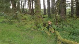 Are they dead or just  Moss hugging on Dartmoor National Park
