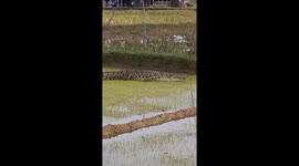 Huge crocodile caught swimming through rice fields in Indonesia