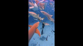 Freediver surrounded by dozens of sharks in the Maldives