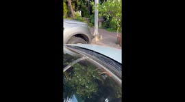 Driver stunned to find gecko hitching a ride on car windscreen