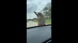 Baboon breaks windscreen wipers in Liverpool