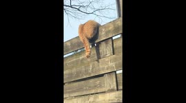 Cat tries to catch tail through fence in Riga