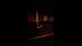 Corgi runs into pole while chasing owner in Shandong, China