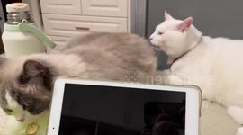 White cat playfully pulls fur of companion in Anhui, China