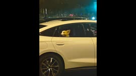 Dog greets author with a paw wave in Anhui, China
