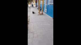 Cats attack dog in Chichiriviche, Venezuela