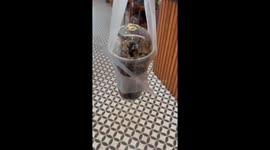 Cat sits inside transparent cup with lid in Vietnam