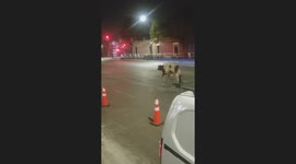 Cow runs over policeman in Santiago street incident
