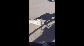 Cyclist crashes into parked car while watching dog run alongside