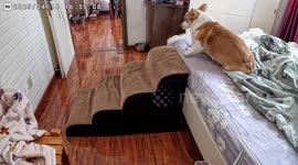 Lazy corgi pulls itself out of bed to sleep again