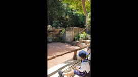 Indonesian zoo’s smart guinea pigs form adorable train-like queue