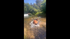 Fabuloso, the king of horses, splashes in French waterfall