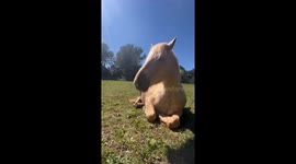 Horse sleep
