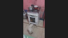 Dog hunts mouse like a cat in Baturité, Ceará