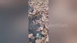 10 days old Tarai Western Forest Department found a tiger cub in Ramnagar,Uttrakhand