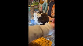 Local Shop Has Bunnies Working the Counter