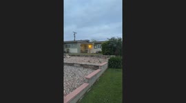 Raccoons Get Frisky While Fox Stares