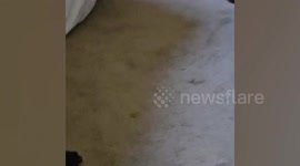 Traveller finds pet dog curled up in his Samsonite suitcase