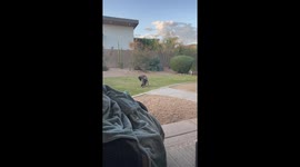 Bird Dog Is Unbothered by Bird's Taunts