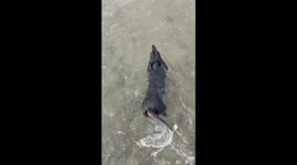 Dachshund's Propeller Tail in Turbo Mode