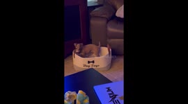 Italian Greyhound Puppy Plays In Toy Box