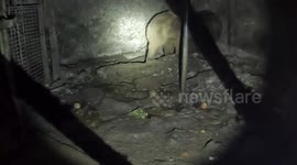 Bear and family rescued by torchlight after spending 12 years held in filthy cages