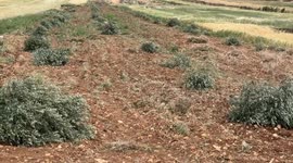 Israeli settlers destroy olive trees in West Bank village