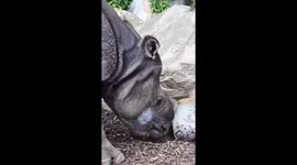 Rhino Enjoys Giant Fruity Popsicle at Los Angeles Zoo