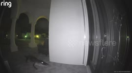 Alligator at the Front Door in Osprey, Florida
