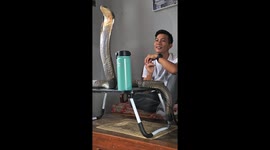 Watching TV With a King Cobra