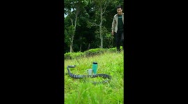 Snake Plants Peck On Man's Neck