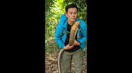 Man Kissing His Pet King Cobra