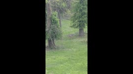 Deer Plays With Hammock