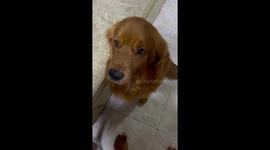 Kobe the Golden Retriever and His New Friend Lizard