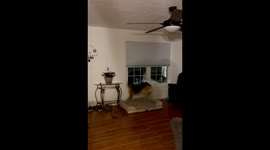 Quiet Night at Home Interrupted by Bear at Window