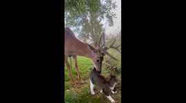 Cat Loves on Velvety Buck
