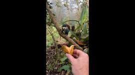 Toucan Takes Bite Of Banana