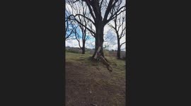 Pittie Has the Time of His Life Swinging From Tree