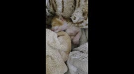 Seven Day Old Kitten Waking Up