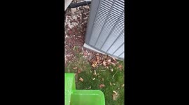 Frenchie Goes On Easter Egg Hunt
