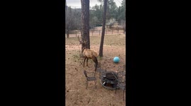 Peekaboo With an Elk