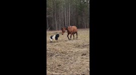 Goat Tries to Headbutt a Horse