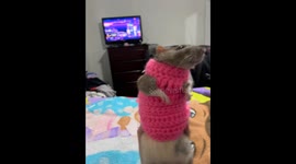 Gordie the Rat Tries on His Gorgeous Sweater