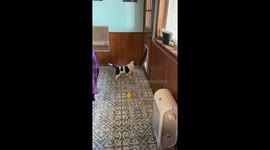 Dog Teaches Pup to Use Doggy Door
