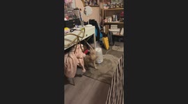 Orange Cat Discovers Humidifier Steam