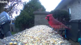 These cardinals have been taking up residence in my bush for years and are madly in love !