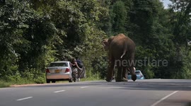 Terrifying Moment: Giant Tusker Charges Tourists! in sri lanka