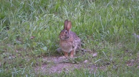Western Kentucky Spring Weather People and Wildlife in Nature