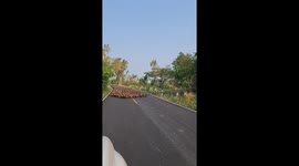 Hundreds of ducks block road in rural Thailand